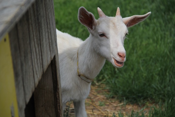 Family fun at Harbes Farm