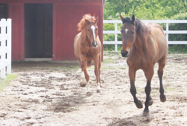 BARBARAELLEN KOCH PHOTO Two of the rescued horses 12-year-old Laredo (left) and 20-year-0ld Sir Galahad, the great great great grandson of Man of War.