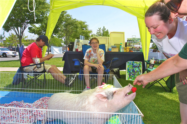 Photo by Barbaraellen Koch | Cindy Mehnert of Shirley, with husband Chris and daughter Emily, set up a tent at the BID Farmers' Market with their two-year-old potbellied pig