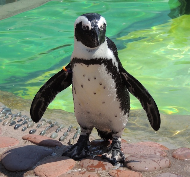 penguin encounter long island aquarium and exhibition center