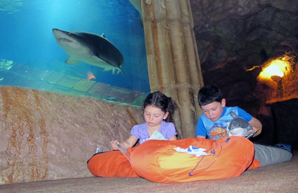 Photo courtesy of the Long Island Aquarium & Exhibition Center | Children enjoy the aquarium’s sleepover with the sharks.