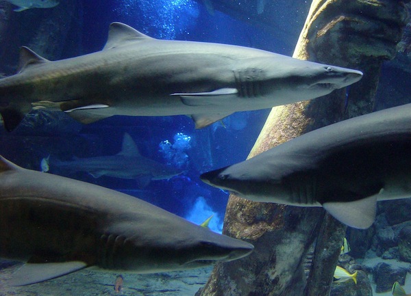 Photo courtesy of the Long Island Aquarium & Exhibition Center | The aquarium hosts sleepover with the sharks as well as other aquatic-themed events.