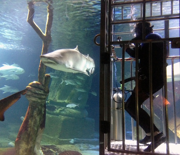 Long Island Aquarium dive with the sharks Photo courtesy of the Long Island Aquarium & Exhibition Center | The aquarium also has dive with the sharks for visitors.