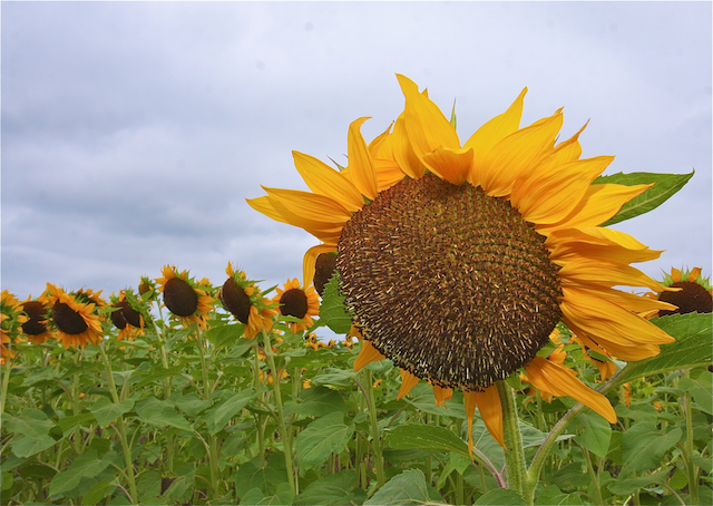 Sunflowers