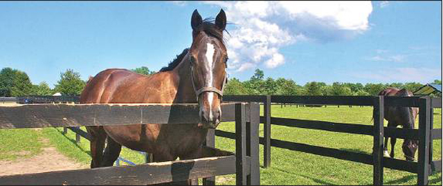 riverhead horse farm serendipity