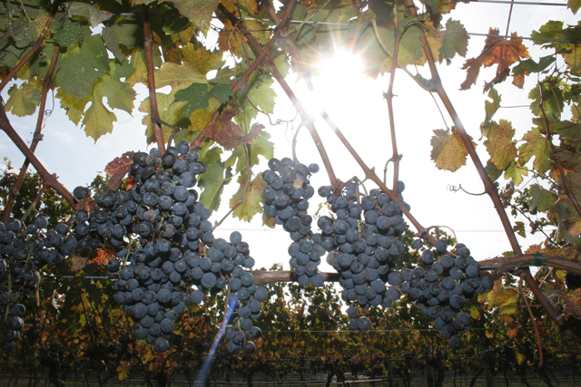 wine column louisa hargrave