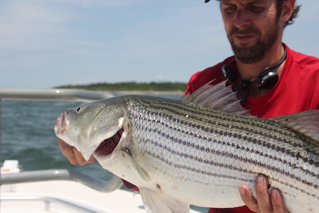 fishing report north fork long island