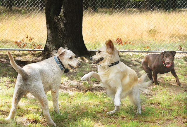 dog parks north fork epcal calverton