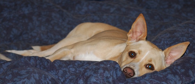 north fork pet friendly hotel lodging