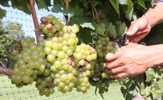 north fork vineyard grape harvest wine