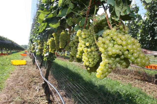 north fork harvest vineyard