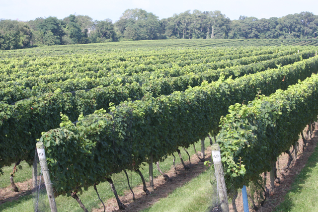grape harvest north fork vineyard winery