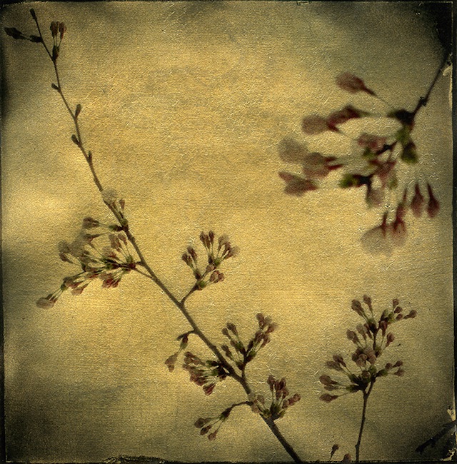 "Spring Blossoms" photograph by Sandi Daniel