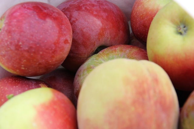 apple orchards north fork picking