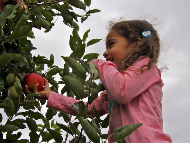 north fork apple picking orchards long island