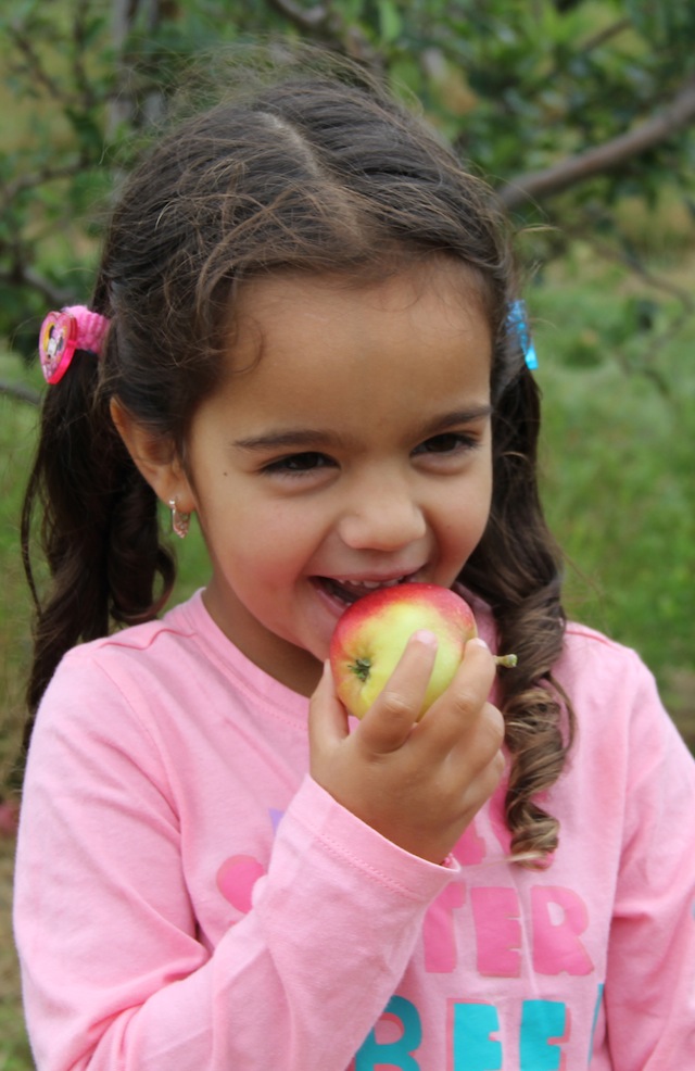 apple picking orchard north fork long island