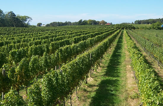 Jamesport Vineyards
