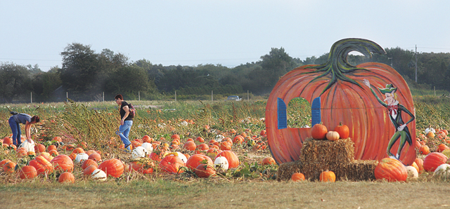 north fork pumpkin picking long island