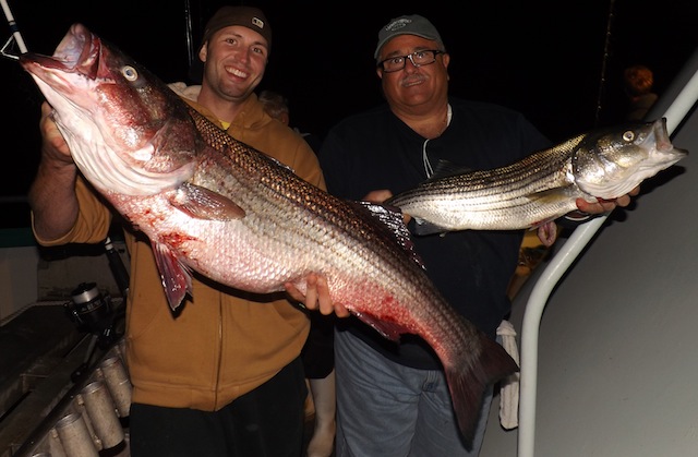 montauk monster striped bass