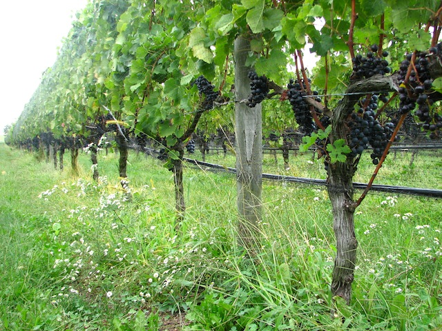 Shinn Vineyards