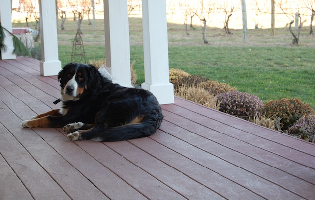 Photo by Danielle Doll | Maggie, the Sannino's family dog.