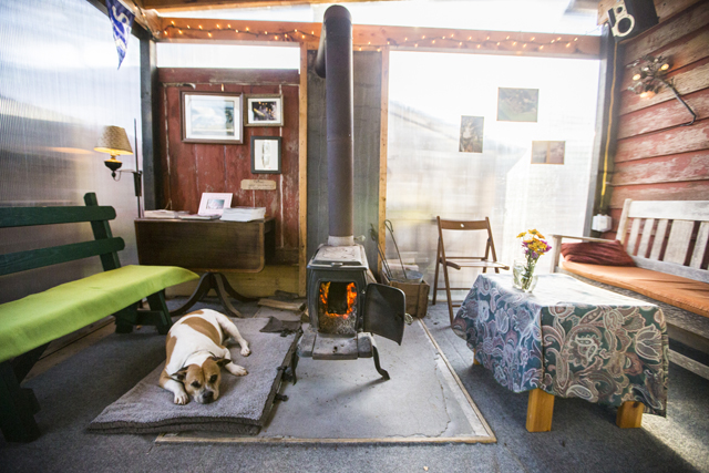Dekka, the dog at The Old Field Vineyards in Southold. Photo by Randee Daddona.