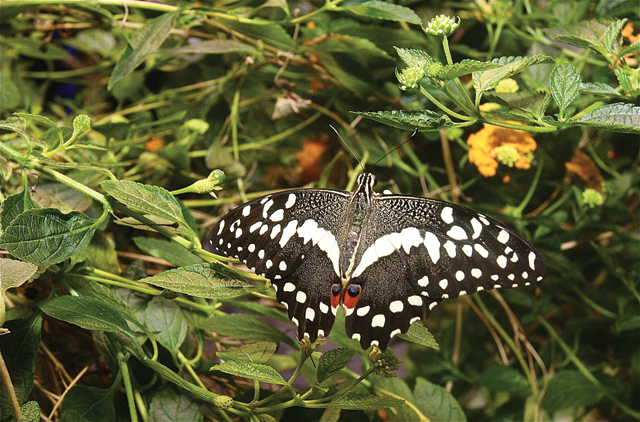 African Orchard Swallow Tail from sub Sahara. (Credit: Barbaraellen Koch)