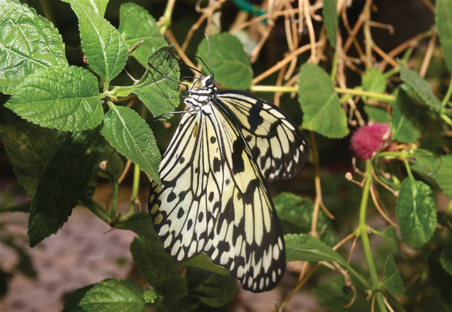 Chinese Paper KIte. (Credit: Barbaraellen Koch)