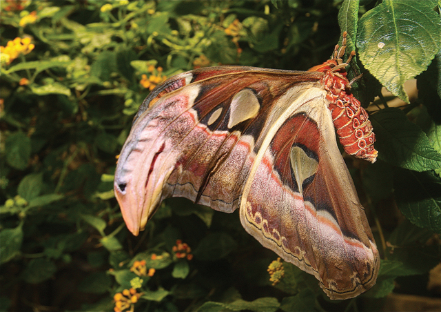 Giant Atlas Moth from Southeast Asia (Credit: Barbaraellen Koch)