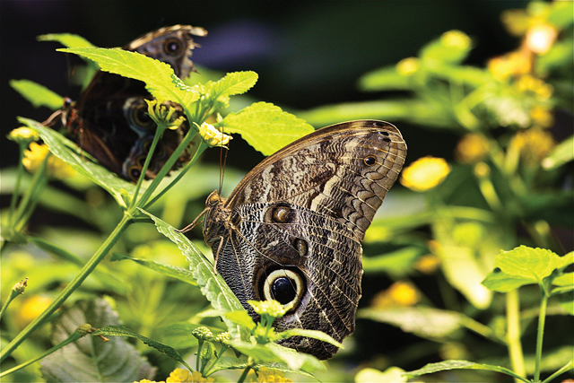 Owl butterflies from Costa Rica in the Amazon (Barbaraellen Koch)