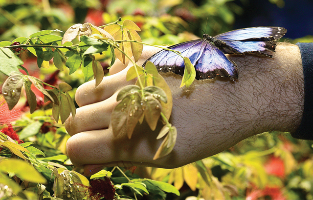 Blue Morpho from the Amazon (Credit: Barbaraellen Koch)