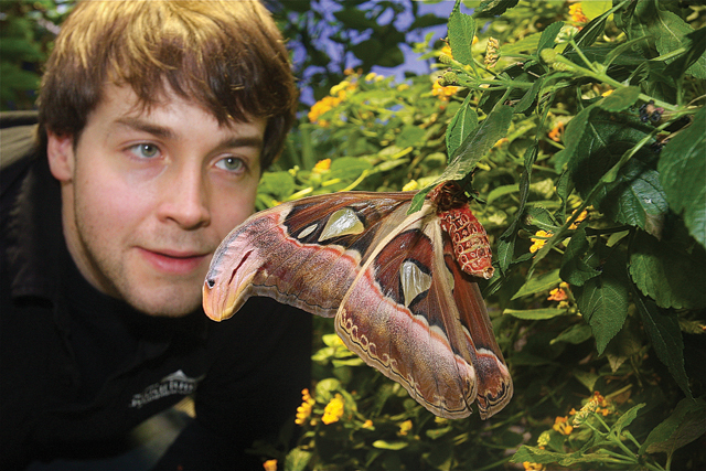 A Giant Atlas Moth from Southeast Asia. (Credit: Barbaraellen Koch)