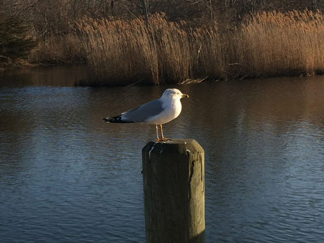 (Credit: Grant Parpan)