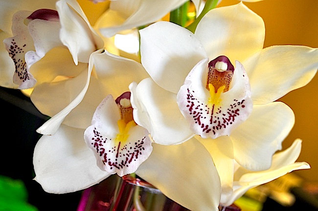Cymbidium Orchids (Cyndi Murray photo)
