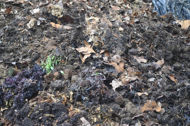 This compost piles is only a few weeks old. (Cyndi Murray photo)