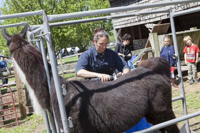 Tabethia Haubold shears Louise the llama. (Credit: Katharine Schroeder)