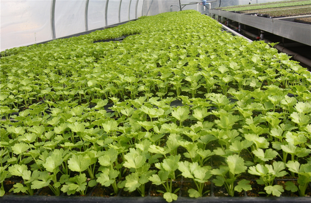 Seedlings in a plastic hoop house at Golden Earthworm. (Credit: Barbaraellen Koch)