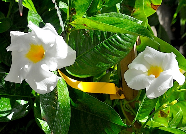 Mandevilla. (Cyndi Murray photo)