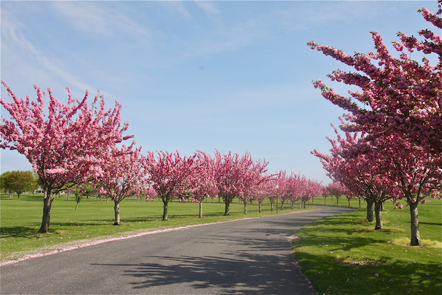 Cherry blossoms in bloom at Cherry Creek Golf Links in Riverhead. (Credit: Barbaraellen Koch)