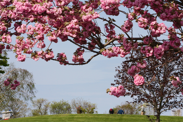 Cherry blossoms in bloom at Cherry Creek Golf Links in Riverhead. (Credit: Barbaraellen Koch)