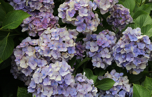 Hydrangea. (Carrie Miller photo)