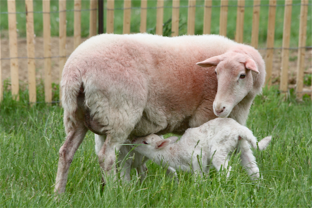 Shorty the sheep gave birth to two lambs Thursday night. Shorty's coat is red because she has been rubbing against the nearby fence as she tries to shed her winter coat. (Credit: Barbaraellen Koch.)