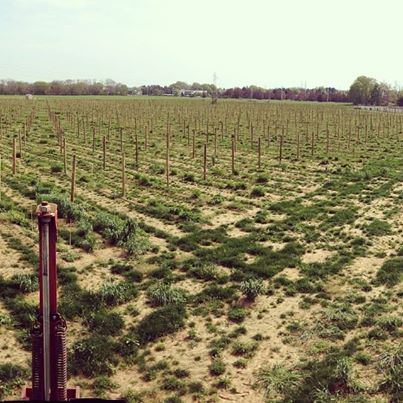 The vines are planted on 9-acres of the property. 