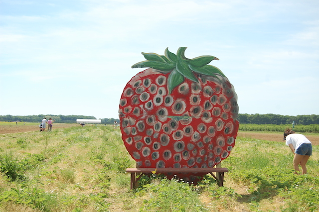 Strawberry picking at Patty's Berries & Bunches in Mattituck. (Credit: Vera Chinese)