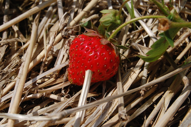 Strawberry picking at Patty's Berries & Bunches in Mattituck. (Credit: Vera Chinese)