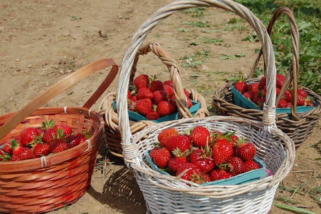 Strawberry picking at Patty's Berries & Bunches in Mattituck. (Credit: Vera Chinese)