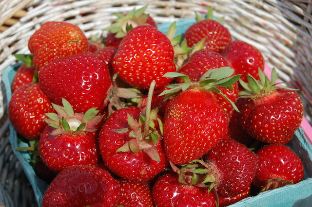 Strawberry picking at Patty's Berries & Bunches in Mattituck. (Credit: Vera Chinese)