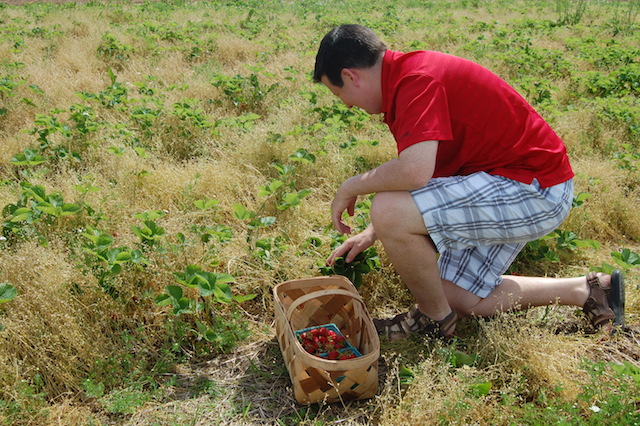 Chris Mitchell of Massapequa picks strawberries at Patty's Berries & Bunches in Mattituck. (Credit: Vera Chinese)