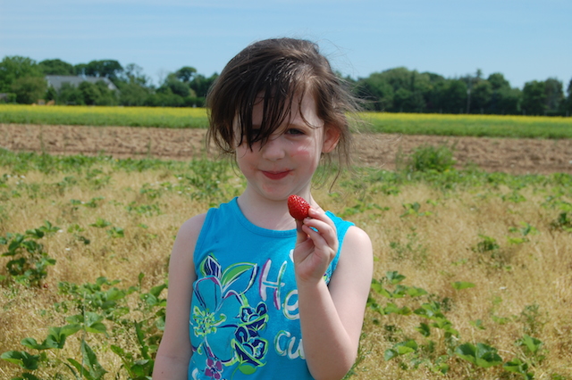 Olivia Mitchell, 4, of Massapequa picks strawberries at Patty's Berries & Bunches in Mattituck. (Credit: Vera Chinese)