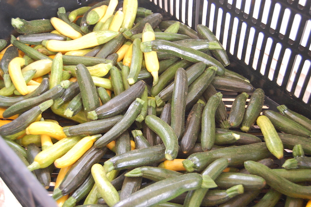 Baby squash is available at Sang Lee Farms in Peconic. (Credit: Vera Chinese)